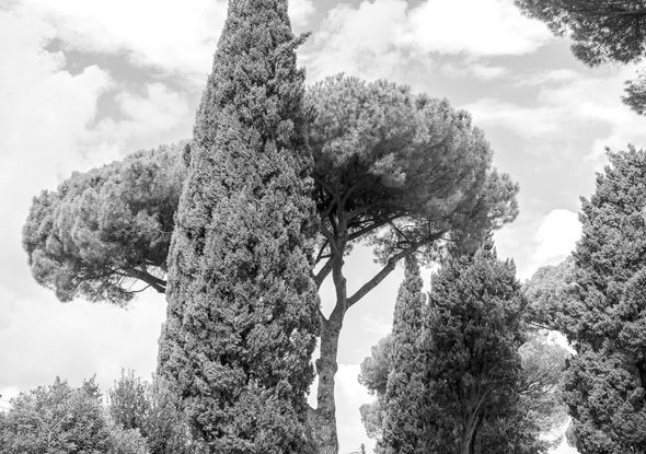 Roman trees
